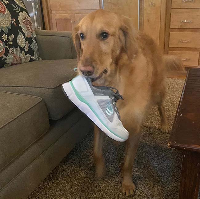 oliver with shoe